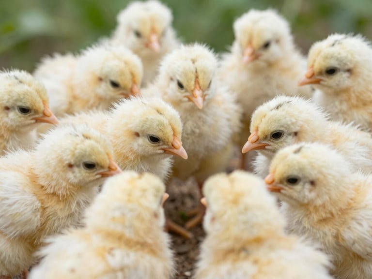 Macro shot of healthy, vibrant poultry chicks feeding, clean environment, bright natural daylight, sharp focus, 35mm