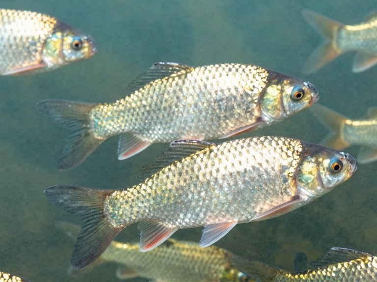 Close-up of healthy fish swimming in clean water, precise cool-toned light reflecting off scales, subtle aqua tones, sharp focus, 35mm