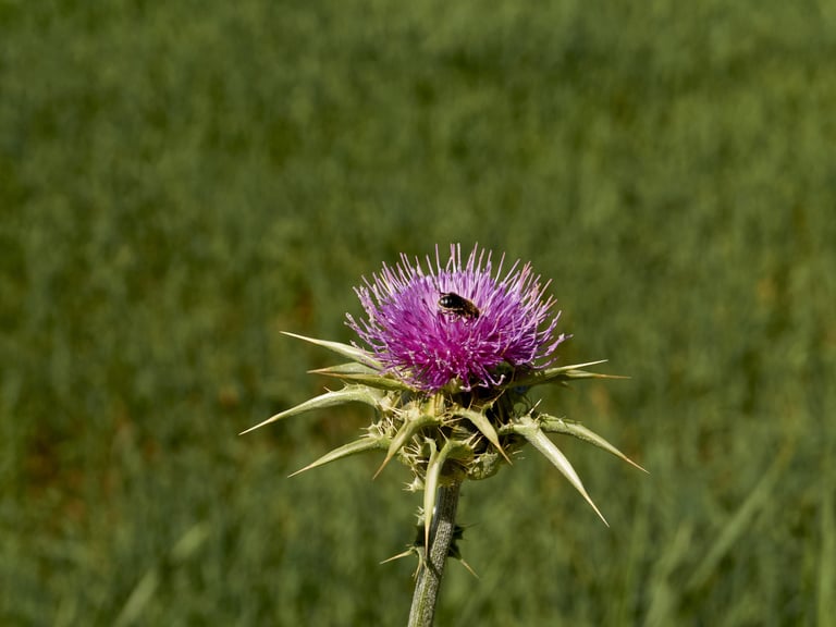 Imagen de una pequeña abeja en un cardo de color morado.