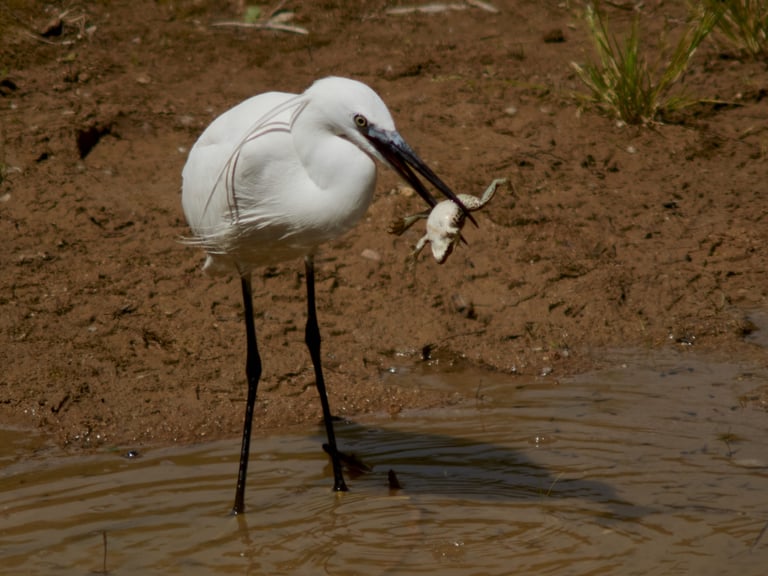 Una garza común en el momento que acaba de cazar una rana.