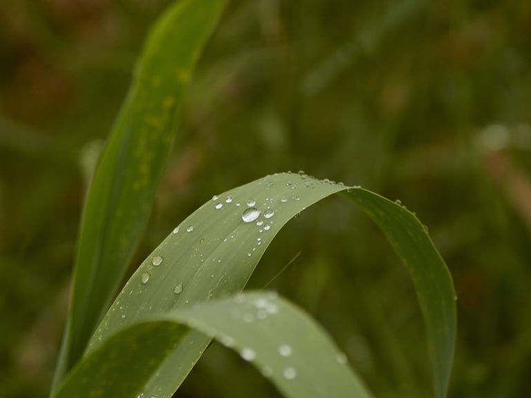 Un primer plano de unas hojas verdes de caña con gotas de agua de rocío.