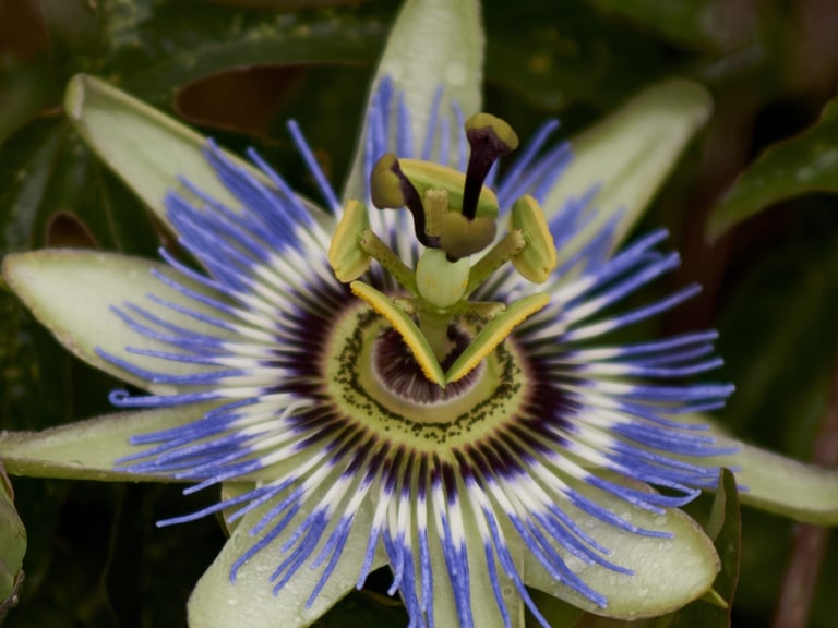 Imagen en primer plano de una pasiflora, una flor de gran belleza.