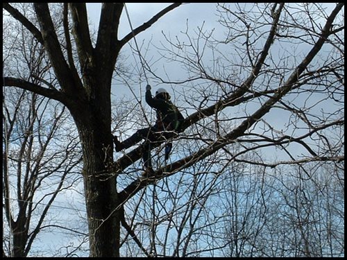 arborist climbing a tree to perform pruning work