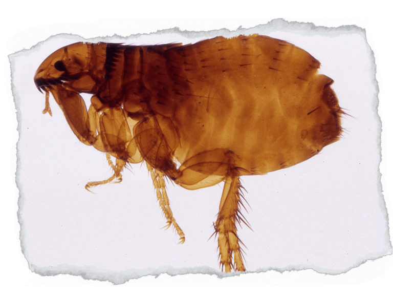 dedetização pulgas