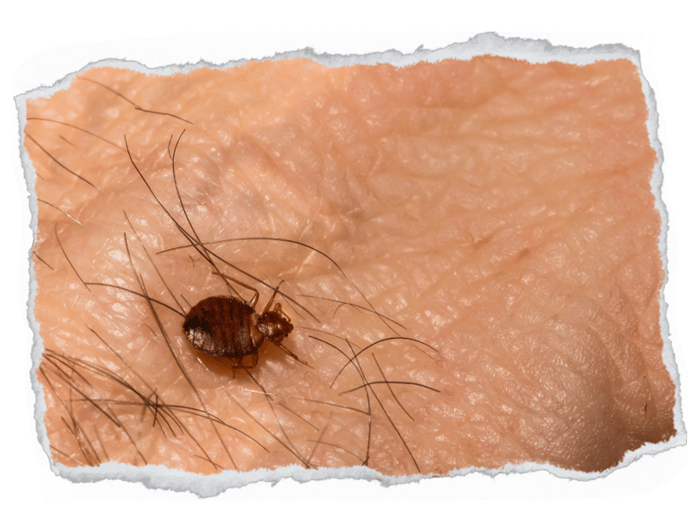 dedetização percevejo de cama