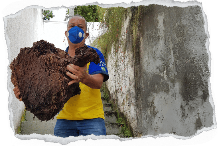 casa de cupim de solo