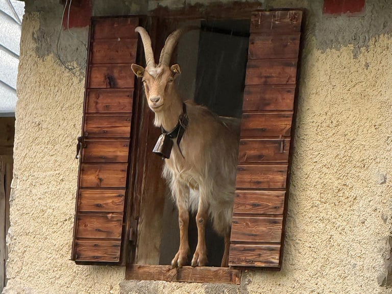 La nostra capra di casa guarda di nuovo curiosa