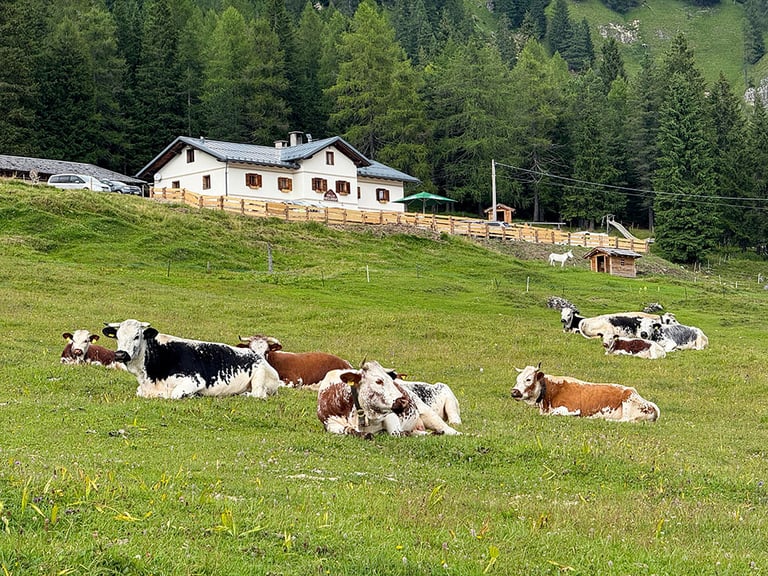 Molte mucche stanno pascolando nel prato