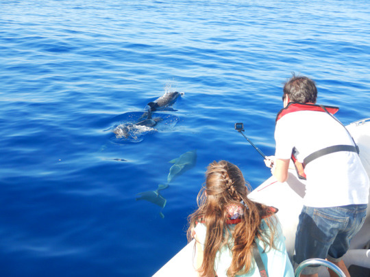 Filming Bottlenose dolphins with GoPro in Funchal.