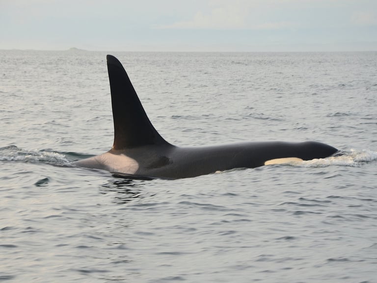 Thar be Killer Whales in Icy Strait Point, Alaska
