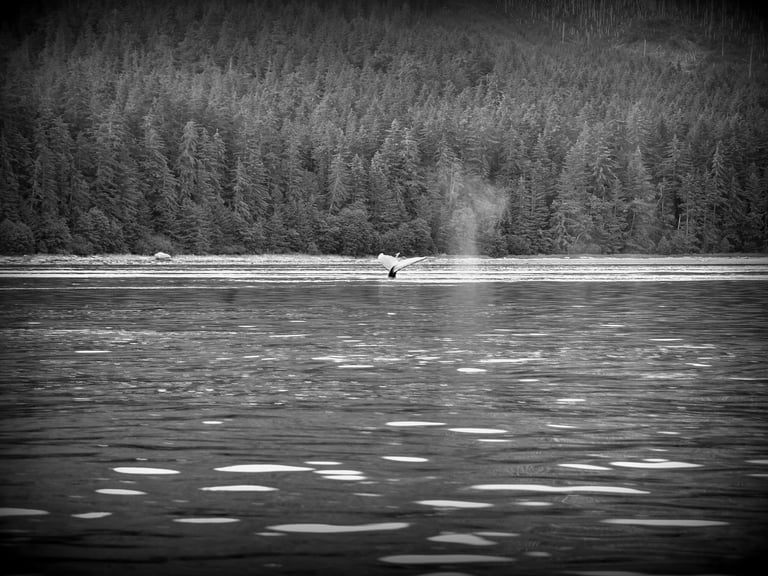 The Pirate spots a sea monster in Icy Strait Point, Alaska