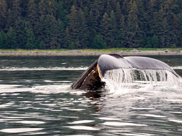 Thar be whales here in Icy Strait Point, Alaska