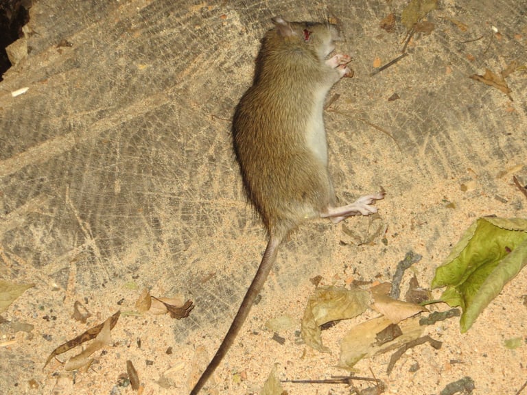 Dead rat.