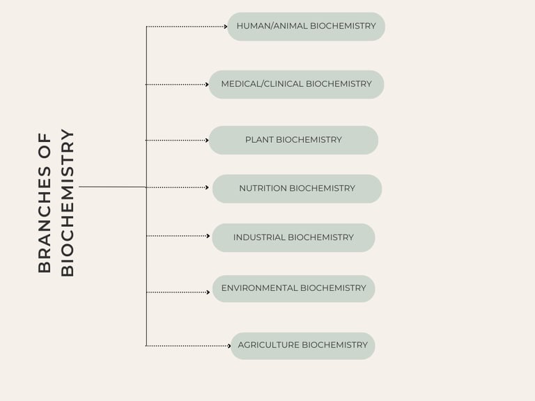 Branches of biochemistry