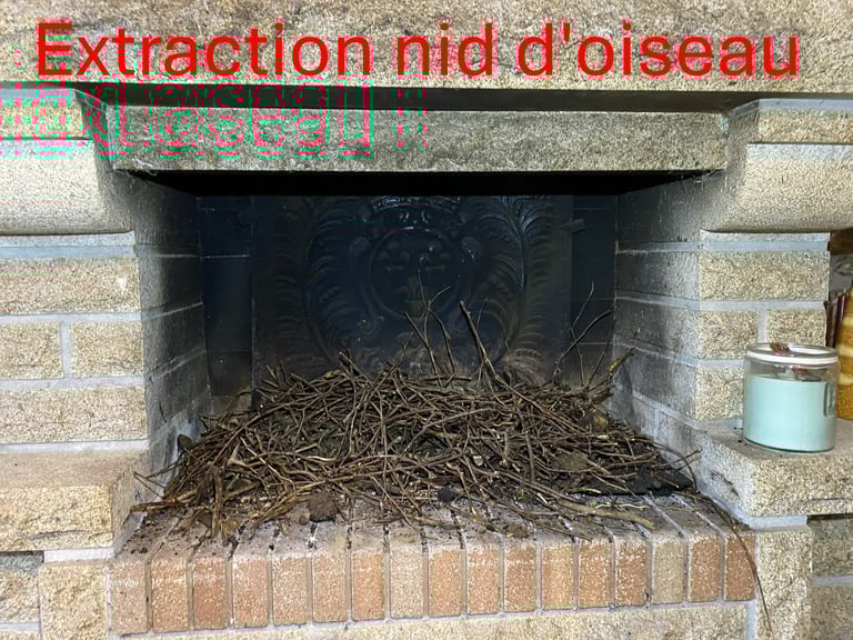 Extraction de nid d'oiseau Plérin Côtes d'Armor