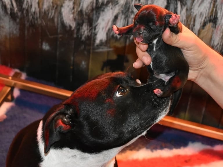 Mamma Staffordshire Bull Terrier con cucciolo neonato in allevamento.