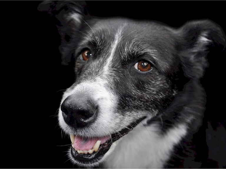 K-SCOOPS.com | Healthy Habits - Purr-fect Smiles: The Importance of Dental Care for Your Pet