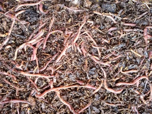 Close-up view of a dense cluster of red wiggler worms (Eisenia fetida) in rich, dark compost bedding, showing active movement