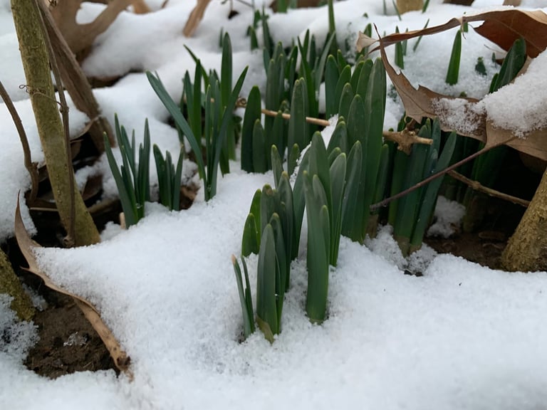 Daffodils (Narcissus) sprouting through snow at Mallow Rose Cottage, Spring 2023