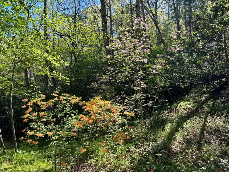 Azaleas in bloom in the North Carolina Arboretum, Spring 2024