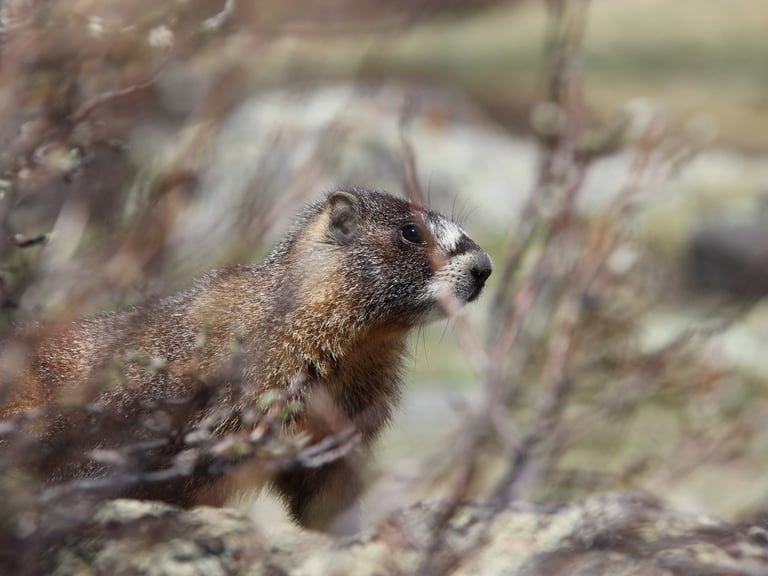 Marmot in Guanella Pass, Colorado Summer 2016