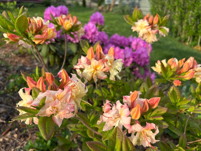 Azaleas and Rhododendron at Mallow Rose Cottage, Spring 2025