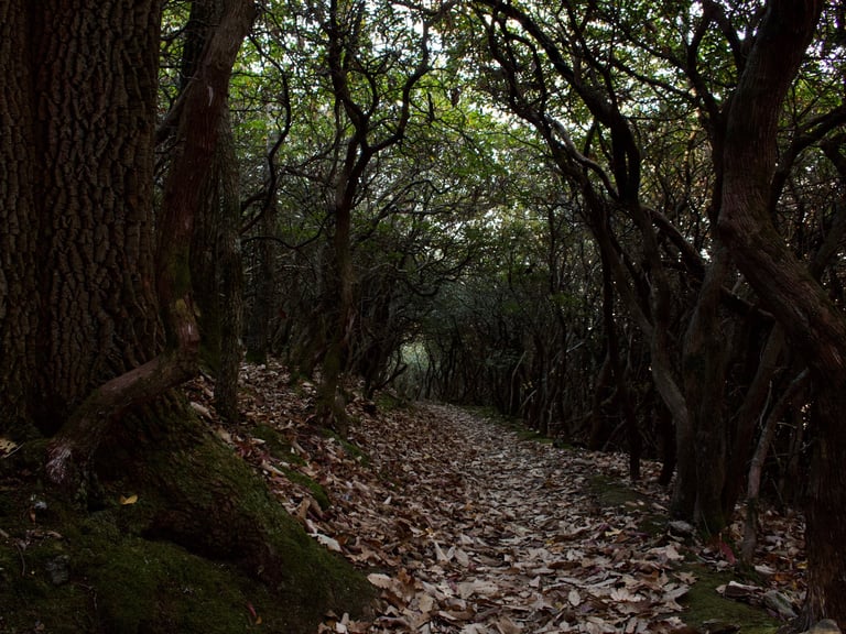 Spooky forest tunnel of rhododendron and oak trees, October 2022