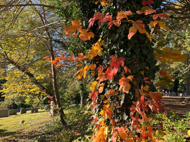 Virginia Creeper and Poison Ivy in Autumn Colors, Autumn 2022