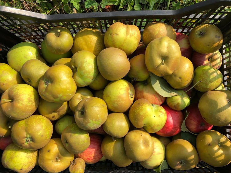 mele antiche piemontesi varietà