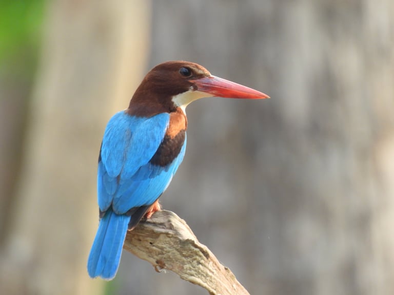 white thoated  kingficher near mohana