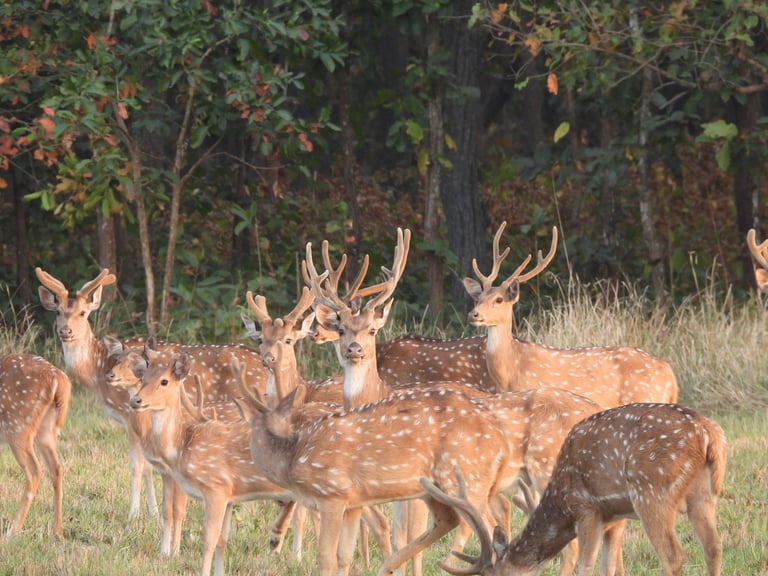 Spotted deers in Bardyia