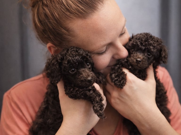 Chiots caniche de l'élevage des rives de riss