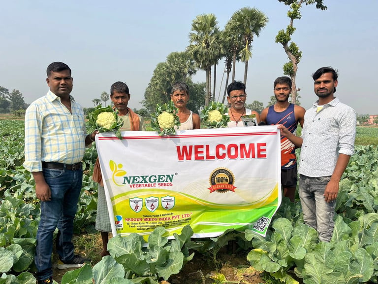 Farmers in a cauliflower field holding Nexgen Vegetable Seeds banner and harvested crops.