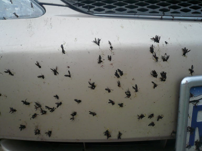 love bugs on white car's paint