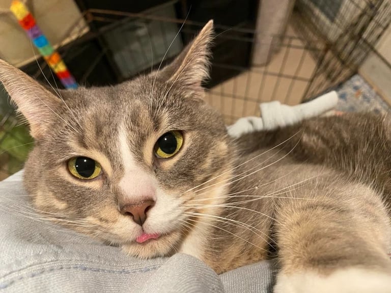 light grey cat with yellow eyes sticking out tongue while being held