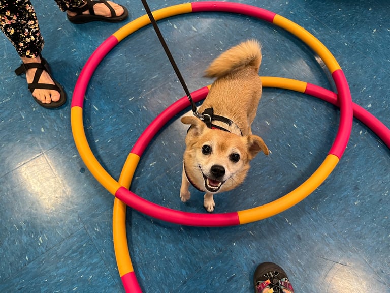 a chihuahua mix looks up with a smile on his face in agility dog training class