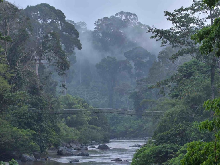 The rainforest of Danum Valley