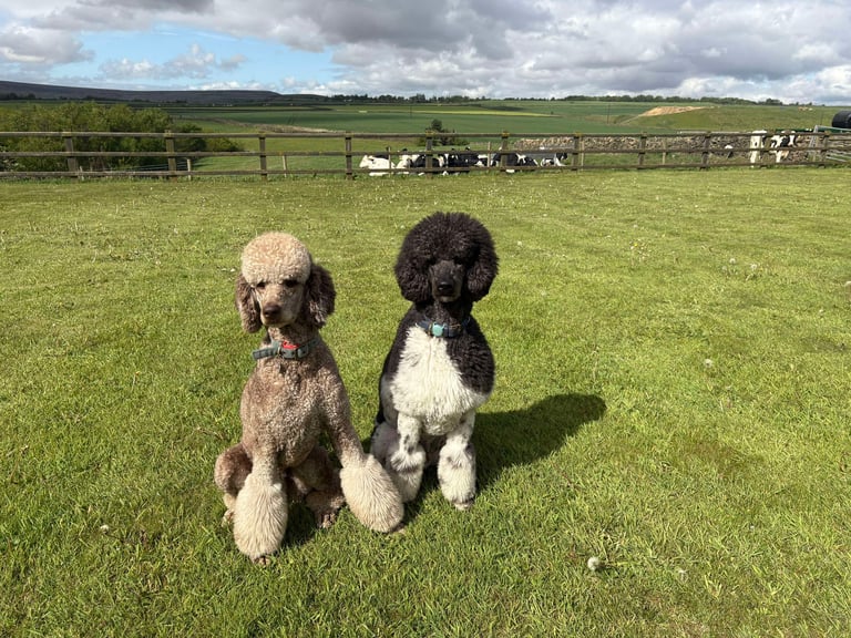 Walt and Disney, our standard poodles