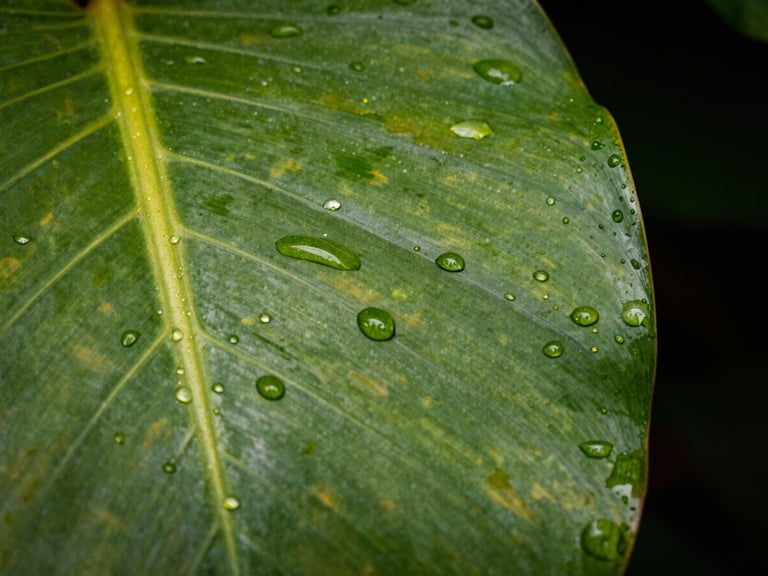 Detalle macro de una hoja tropical húmeda con gotas de rocío, cruzada por líneas geométricas de luz técnica verde lima, fondo oscuro y dramático