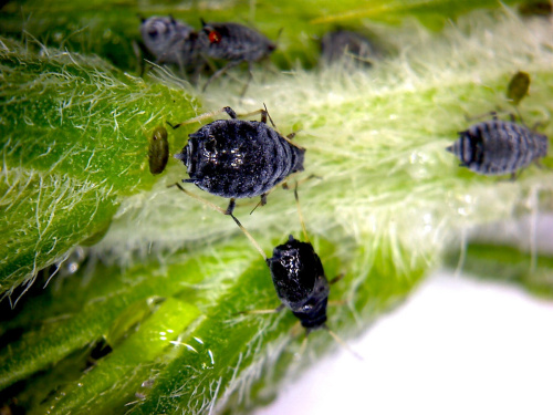 Zwalczanie mszyc, ślimaków, larw Śląsk - Skuteczne metody ochrony roślin domowych i uprawnych