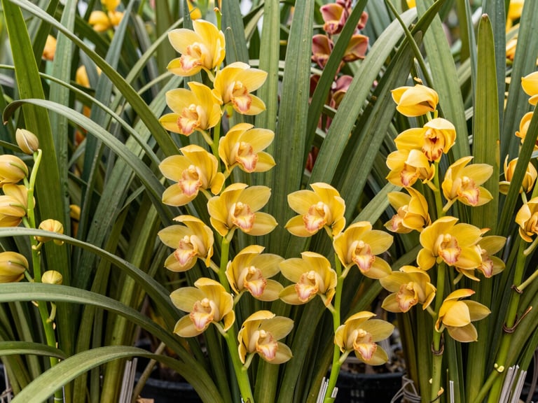 Close-up of freshly cut Mokara orchid stems, showcasing diverse colors and long, healthy blooms, arranged for professional packaging. Bright natural morning daylight, clean backgrounds. Authentic agricultural photography, rich forest green and warm yellow tones, sharp focus, 35mm.