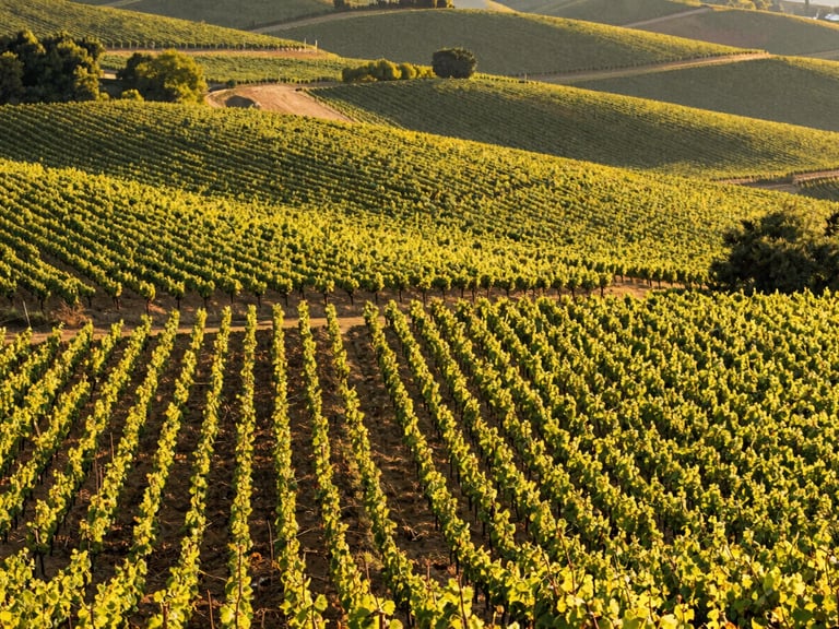 Vue aérienne panoramique en fin de journée sur les vignes champenoises vallonnées, lumière dorée rasante, ombres étirées, esthétique cinématographique.