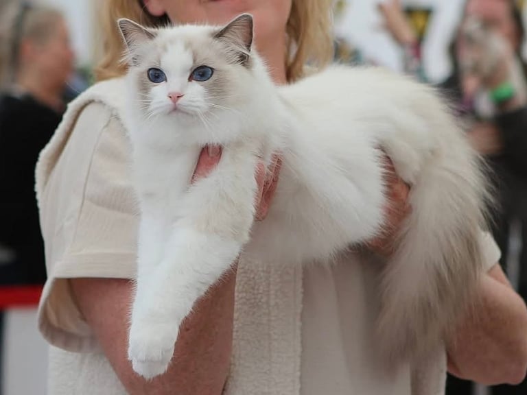 A longhair Ragdoll cat with striking blue eyes being held at a cat show.