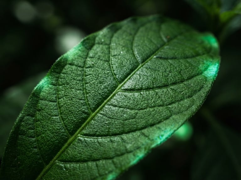 Macro photography of a single psychotria viridis leaf structure, dramatic high-contrast natural light with subtle neon green ultraviolet color leaks, shallow depth of field, 35mm