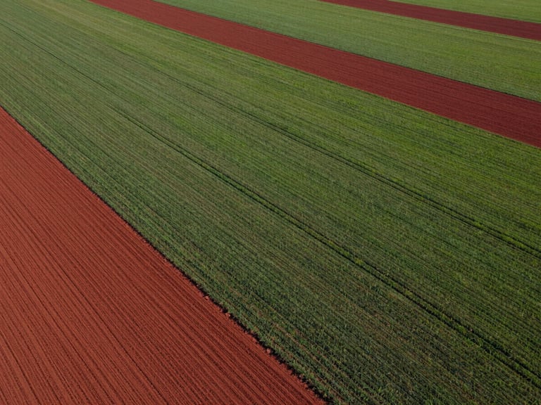Wide-angle drone photograph of clean-cut agricultural land plots with clear boundaries, bright midday sunlight, green fields contrasting with red soil.