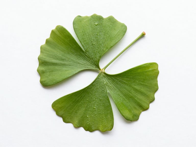 Flat frontal composition of a single ginkgo leaf on a pure white plaster background, high-key studio lighting, intense green, massive negative space