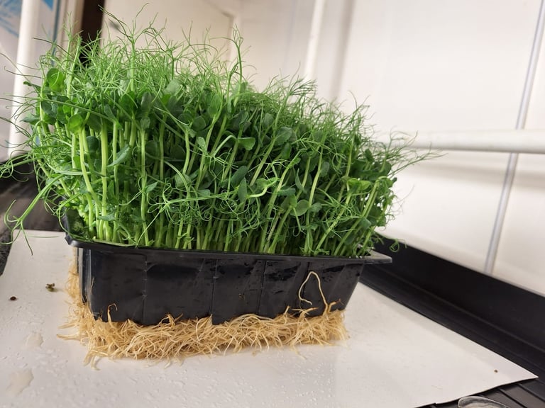 Fresh organic green pea shoots growing in a black seedling tray with visible roots for indoor gardening.