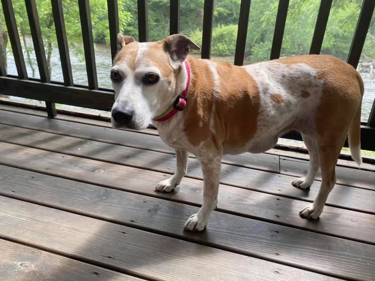 a dog standing on a deck