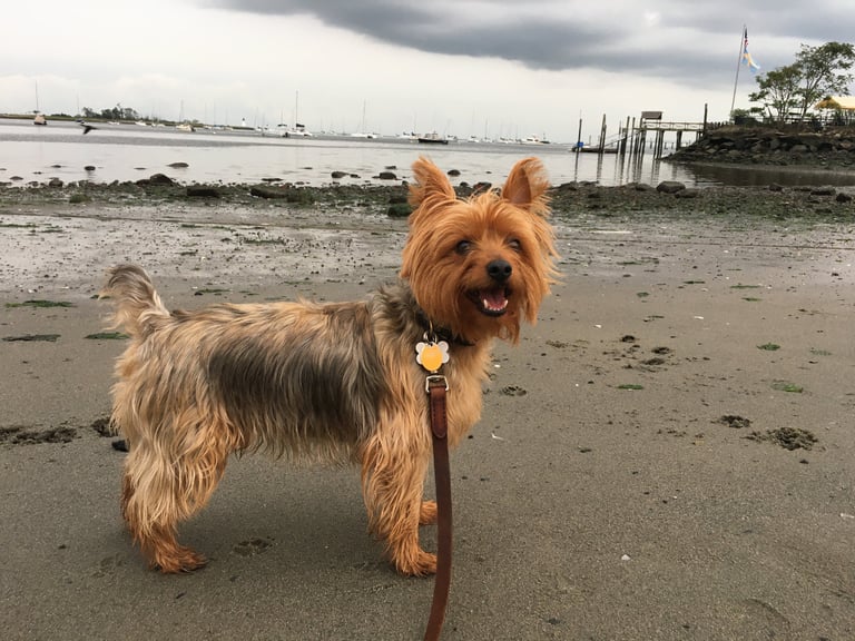 Photo of Chevy, Robert Ellis’s Yorkshire terrier, playing on the beach on Long Island Sound.