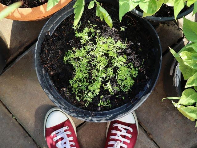 a carrot plant growing in a planter